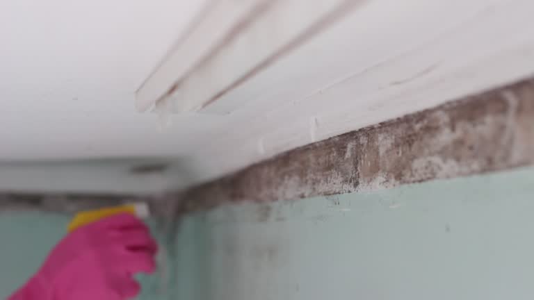 Mold Odor Removal Services in Zanesville, OH